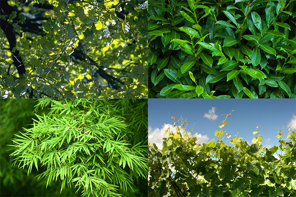 1597760179998881.jpg 樹枝粉碎機粉碎物料.jpg